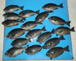 舞鶴田井の磯釣行〜グレ好調で30～35cm…