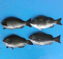 舞鶴田井の磯釣行〜グレ好調で30~35cmを17匹!