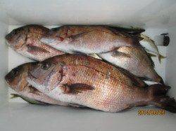 【3日】田井の海上釣り堀でのマダイ釣果