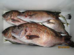 【3日】田井の海上釣り堀でのマダイ釣果