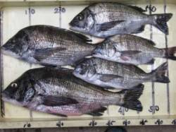 六本裏カセでチヌ〜47cmまでを5枚、久々…