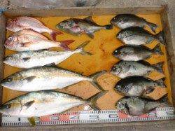 三尾の磯 カゴでヒラマサ・マダイ、 ふかせでグレ、どちらも好調♪