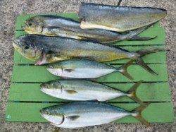 神谷沖一文字にてルアーでハマチ・シイラの釣果