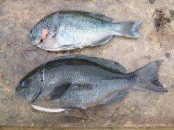 沖一文字内向き カゴ釣りでグレ・胴付きでカワハギ