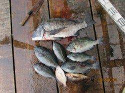 一文字前イカダ2号でチヌ50cm！