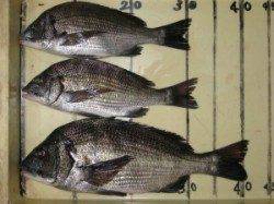 宮崎沖カセのチヌ〜雨で少し活性あがっていたようです