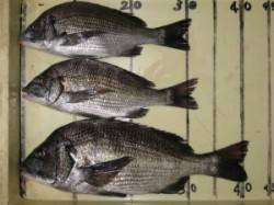 宮崎沖カセのチヌ〜雨で少し活性あがっていた…