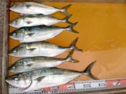 ショアジギング〜茶釜でハマチが６本、立島で…