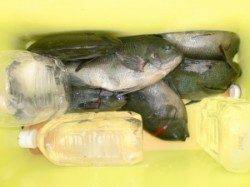三尾の磯にてグレ30cm前後フカセで6枚、カゴ釣りで7枚