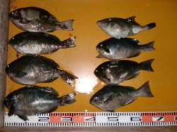 三尾の磯にてグレ30cm前後フカセで6枚、…
