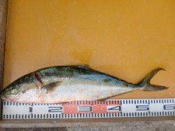 三尾の磯　トップとショアジギでヒラマサ