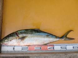 三尾の磯　トップとショアジギでヒラマサ