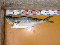 三尾の磯　トップとショアジギでヒラマサ