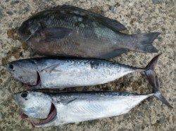 沖一文字外向きのカゴ釣りでハマチ・シマアジ・グレ・ソーダガツオ