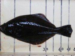 六本裏カセでヒラメ48cm　エサはアケミ貝です