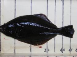 六本裏カセでヒラメ48cm　エサはアケミ貝…