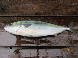 田井観光フィッシング、メジロにマダイが釣れてVサイン