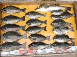 グレはどの磯も３～１０枚の釣果　三尾の磯でフカセ