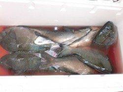 グレはどの磯も３～１０枚の釣果　三尾の磯でフカセ