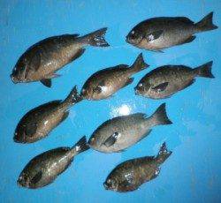 舞鶴田井の磯でグレが好調でした