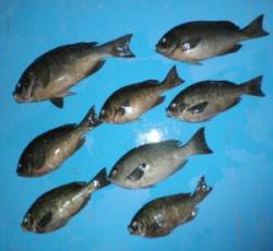 舞鶴田井の磯でグレが好調でした