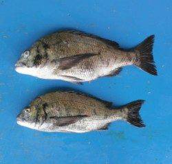 瀬崎の地磯 3人でチヌ46.6cm42.5cm2匹とグレ2匹の釣果