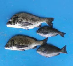瀬崎の地磯 3人でチヌ46.6cm42.5…