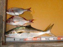 カゴ釣りでヒラマサ(^_^)/　西肩での釣果