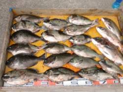 エサ取りが少ない今が狙い目♪　三尾の磯でフ…