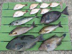 本日は五目釣りでした〜沖一文字外向きでグレ・イサギ・ゴマサバなど