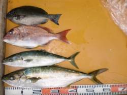 三尾の磯、カゴ釣りでヒラマサ60cm釣れま…