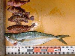 小マサＧＥＴ(^_^)/　三尾の磯ジギング