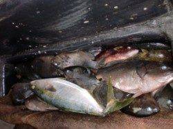 三尾の磯、カゴ釣りでヒラマサ60cm釣れました(*^_^*)