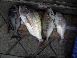 大磯でのフカセ釣果〜マダイ・グレ・マアジ