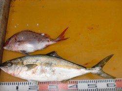 西肩にてカゴ釣り〜ヒラマサとマダイの釣果