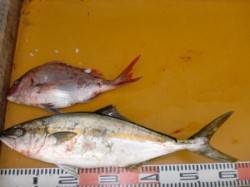 西肩にてカゴ釣り〜ヒラマサとマダイの釣果