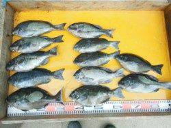 西肩にてカゴ釣り〜ヒラマサとマダイの釣果