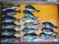 三尾の磯フカセ釣果〜30cm前後のグレを1…