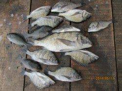 田井の筏でチヌ27～51cm10匹！