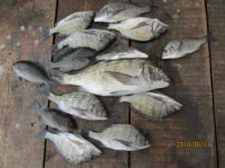田井の筏でチヌ27～51cm10匹！