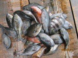 田井の筏でチヌ27～51cm10匹！