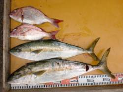 三尾の磯　カゴ釣りでヒラマサが２本(^_^…