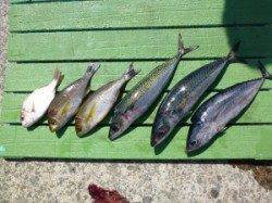 沖一文字外向きでのカゴ釣り釣果〜イサギ・ゴマサバ・ソーダガツオ・コダイ