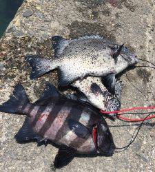 萩尾の磯　底物釣りでイシガキダイ＆サンバソウ