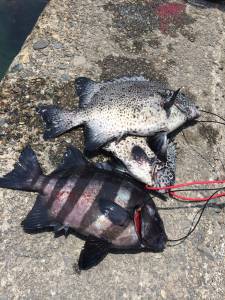 萩尾の磯　底物釣りでイシガキダイ＆サンバソ…