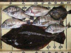 チヌの食い戻ってきました〜ノマセでヒラメ54cmも♪