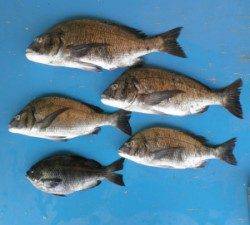 大丹生防波堤でチヌ51cmを頭に4匹とグレ31.2cm