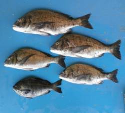 大丹生防波堤でチヌ51cmを頭に4匹とグレ…