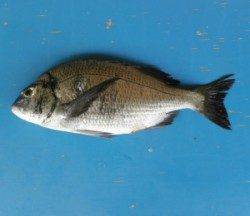 大丹生防波堤でチヌ51cmを頭に4匹とグレ31.2cm