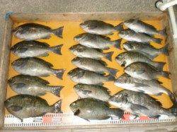 亀島にてフカセ釣り二人でグレ17匹☆　ほかヒラマサのバラシあり